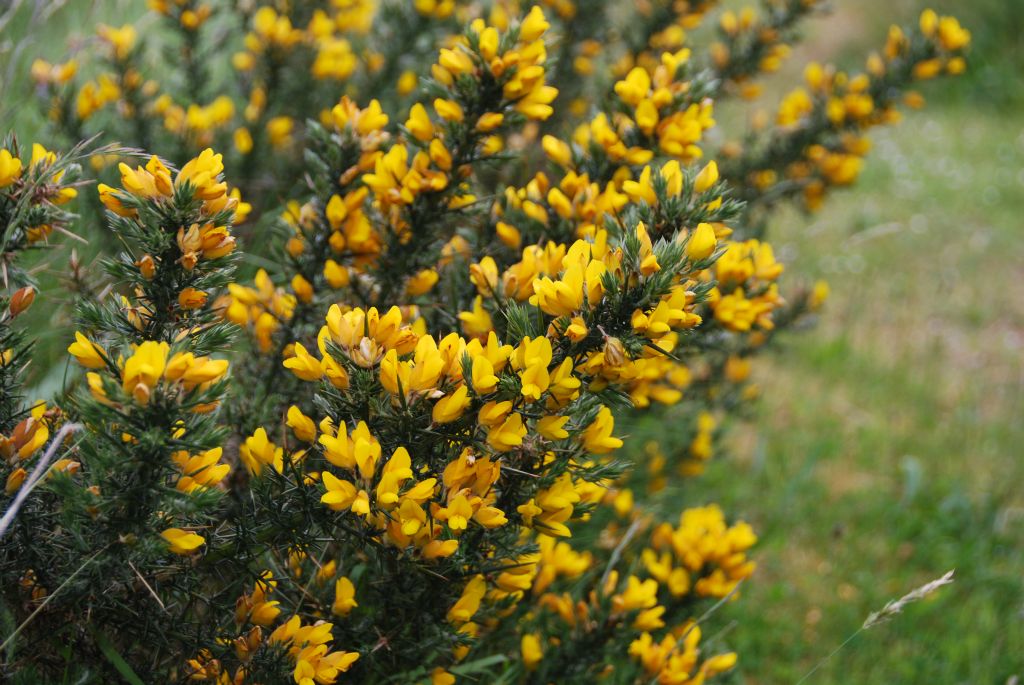 Gorse or "Ulex Europaeus" has clusters of beatiful yellow flowers . . .